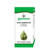 Acer Campestre 125ml