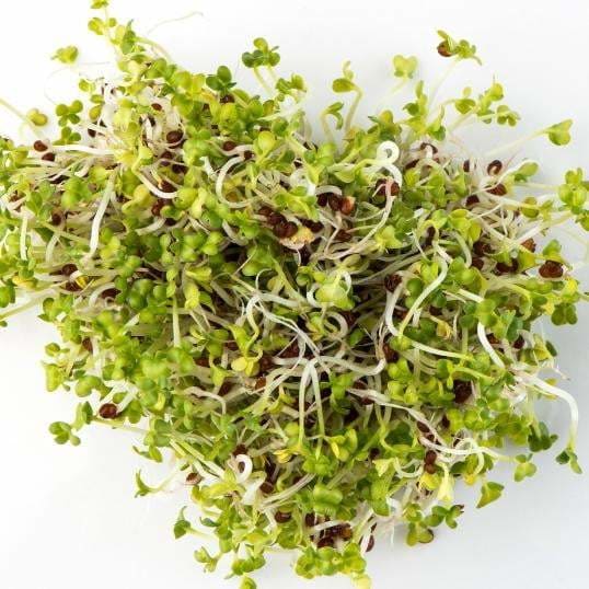 Brown Mustard 100g - Sprout
